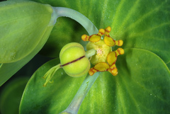 Euphorbia lathyris — photo 2