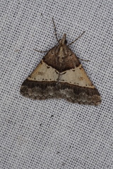 Dichromodes orthotis