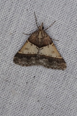 Dichromodes orthotis