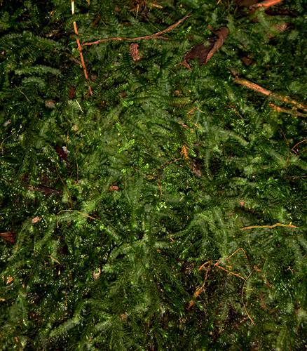 Heteroscyphus argutus