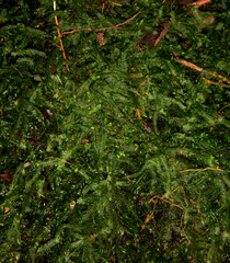 Heteroscyphus argutus