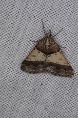 Dichromodes orthotis