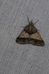 Dichromodes orthotis