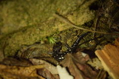 Plethodon fourchensis