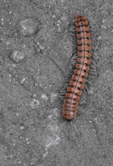 Eurymerodesmus melacis