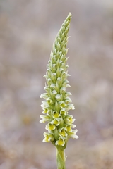 Brachystele unilateralis