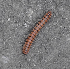 Eurymerodesmus melacis