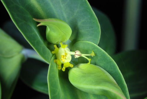 Euphorbia lathyris