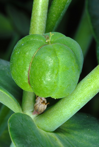 Euphorbia lathyris