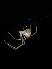 Chrysso lingchuanensis