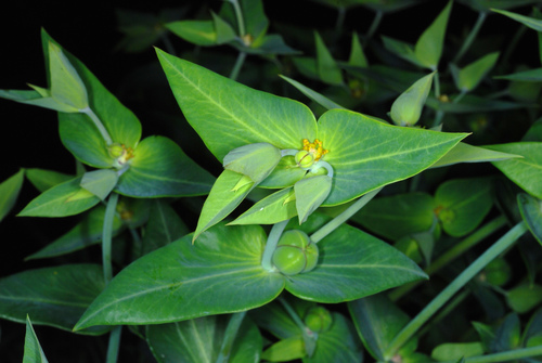Euphorbia lathyris
