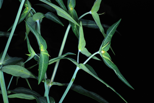 Euphorbia lathyris
