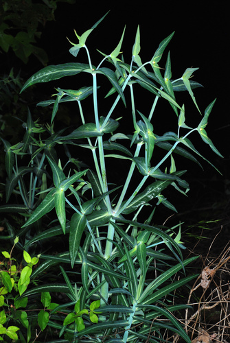 Euphorbia lathyris