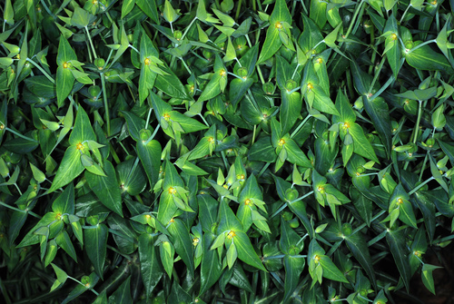 Euphorbia lathyris