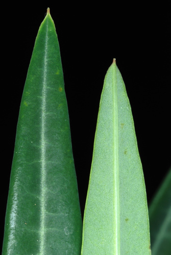 Euphorbia lathyris