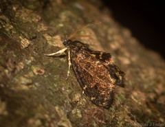 Sentica oppositella