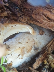 Rhodotus palmatus