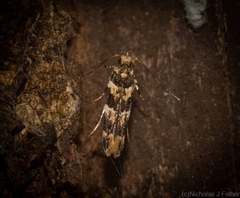 Limnaecia leptomeris