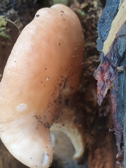 Rhodotus palmatus