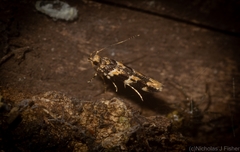 Limnaecia leptomeris