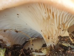 Rhodotus palmatus
