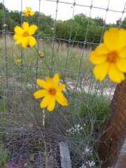 Thelesperma simplicifolium