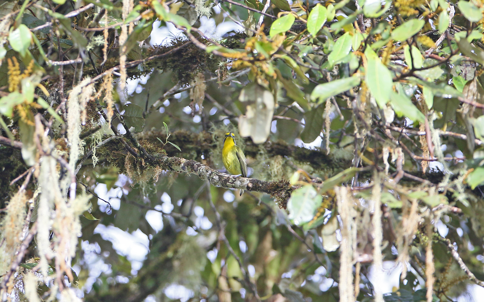 Slaty-capped Shrike-Vireo (Vireolanius leucotis), photo 4