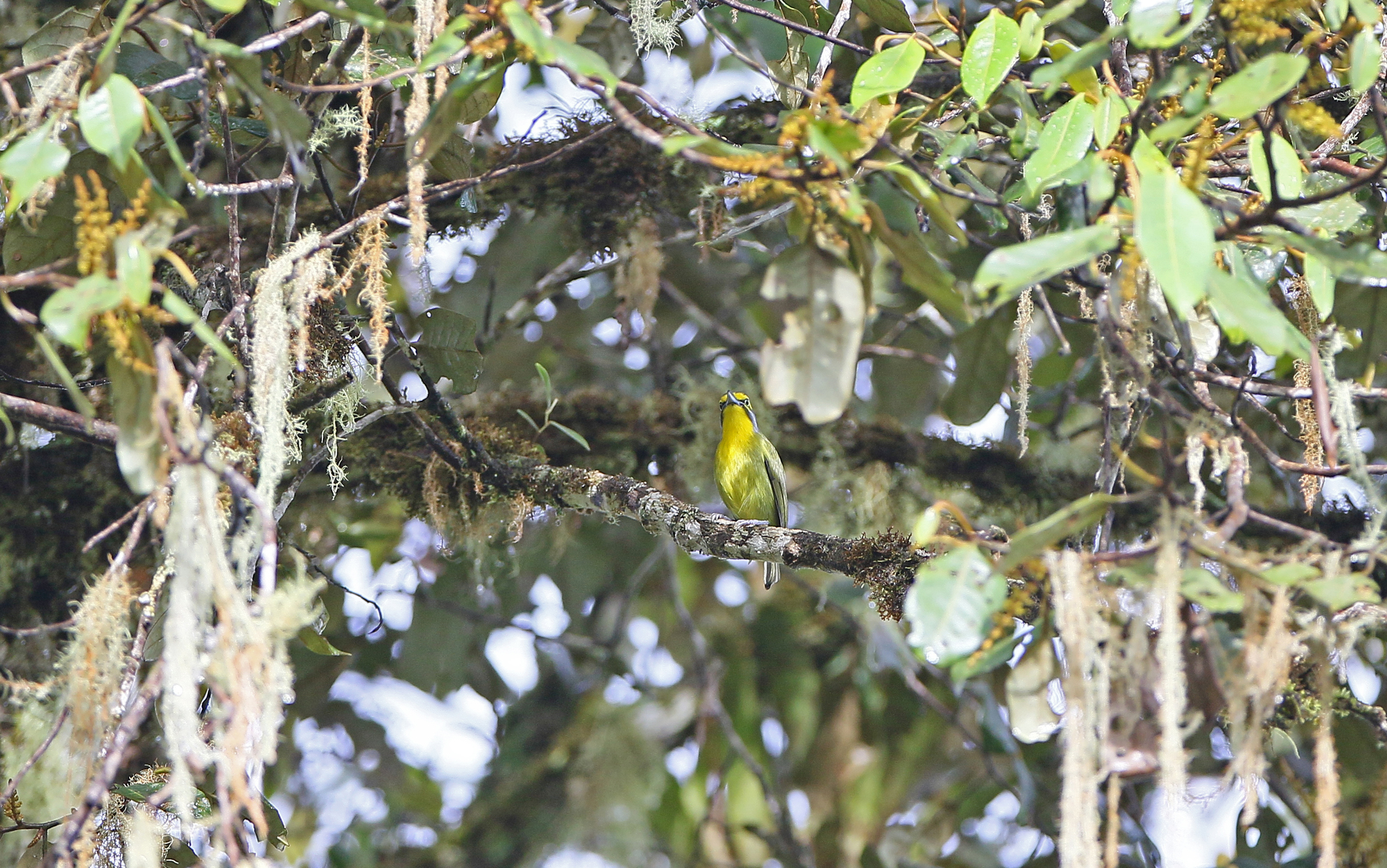 Slaty-capped Shrike-Vireo (Vireolanius leucotis), photo 5