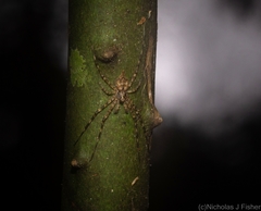 Tamopsis brachycauda