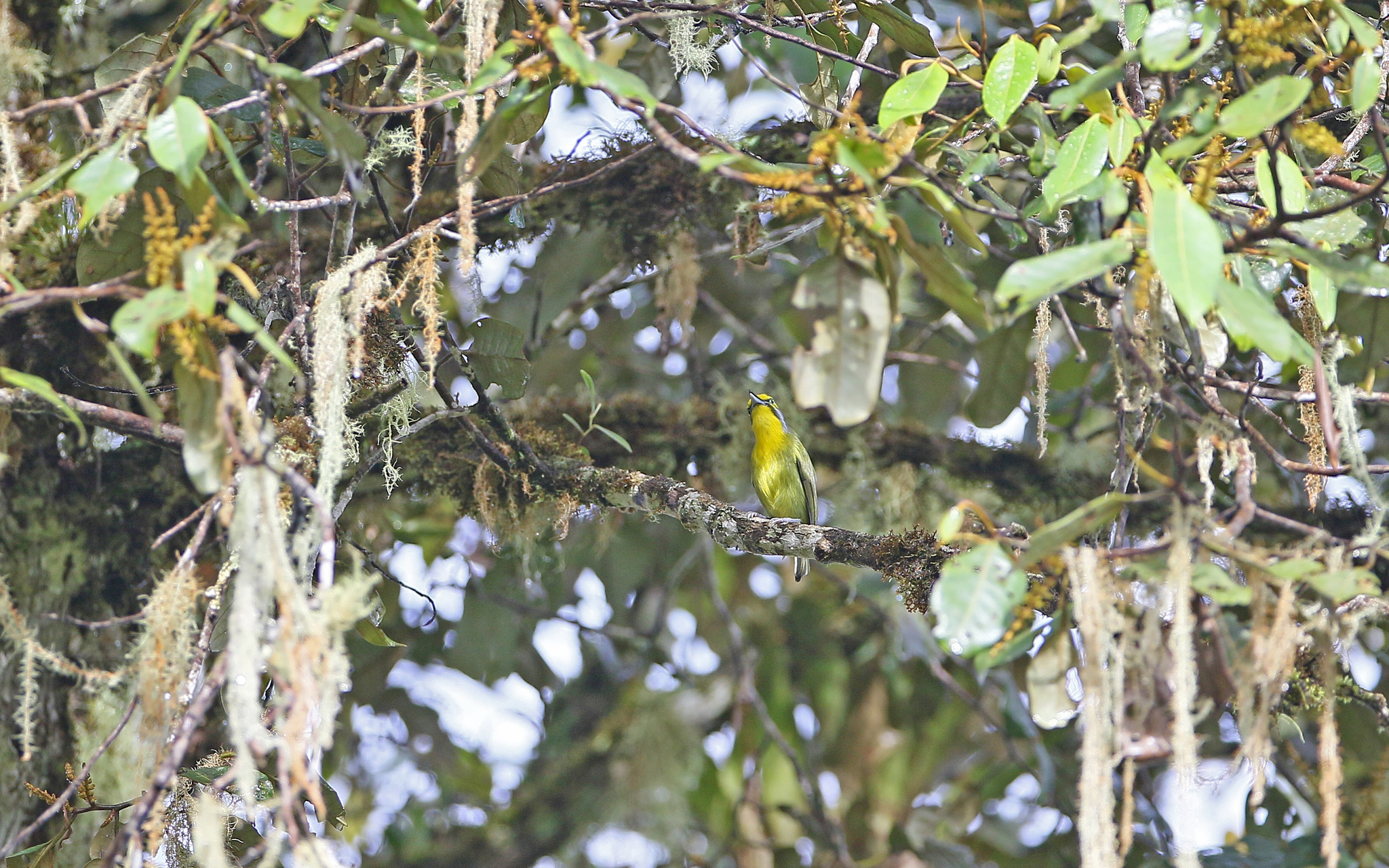 Slaty-capped Shrike-Vireo (Vireolanius leucotis), photo 6