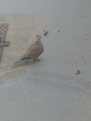 Streptopelia decaocto