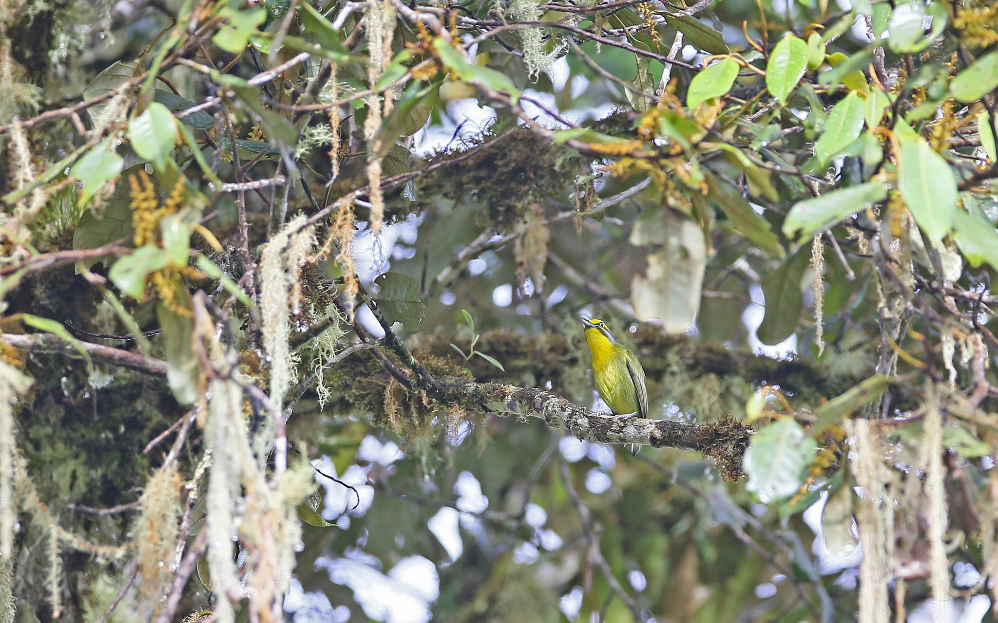 Slaty-capped Shrike-Vireo (Vireolanius leucotis), photo 7