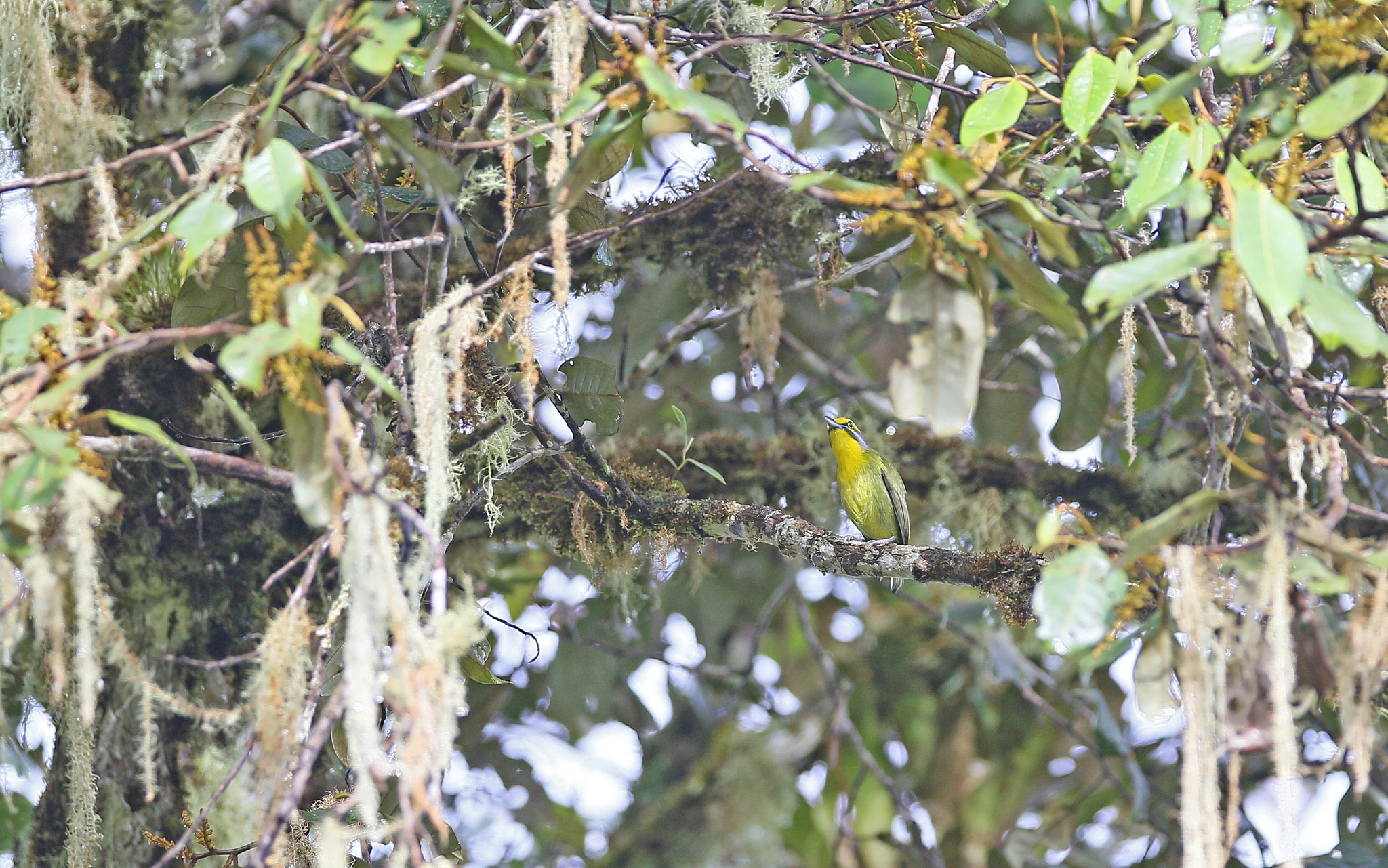Slaty-capped Shrike-Vireo (Vireolanius leucotis), photo 8