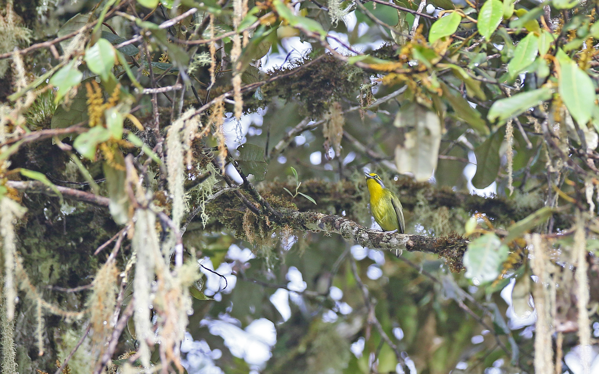 Slaty-capped Shrike-Vireo (Vireolanius leucotis), photo 9