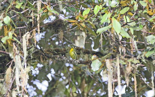 Slaty-capped Shrike-Vireo (Vireolanius leucotis), photo 10
