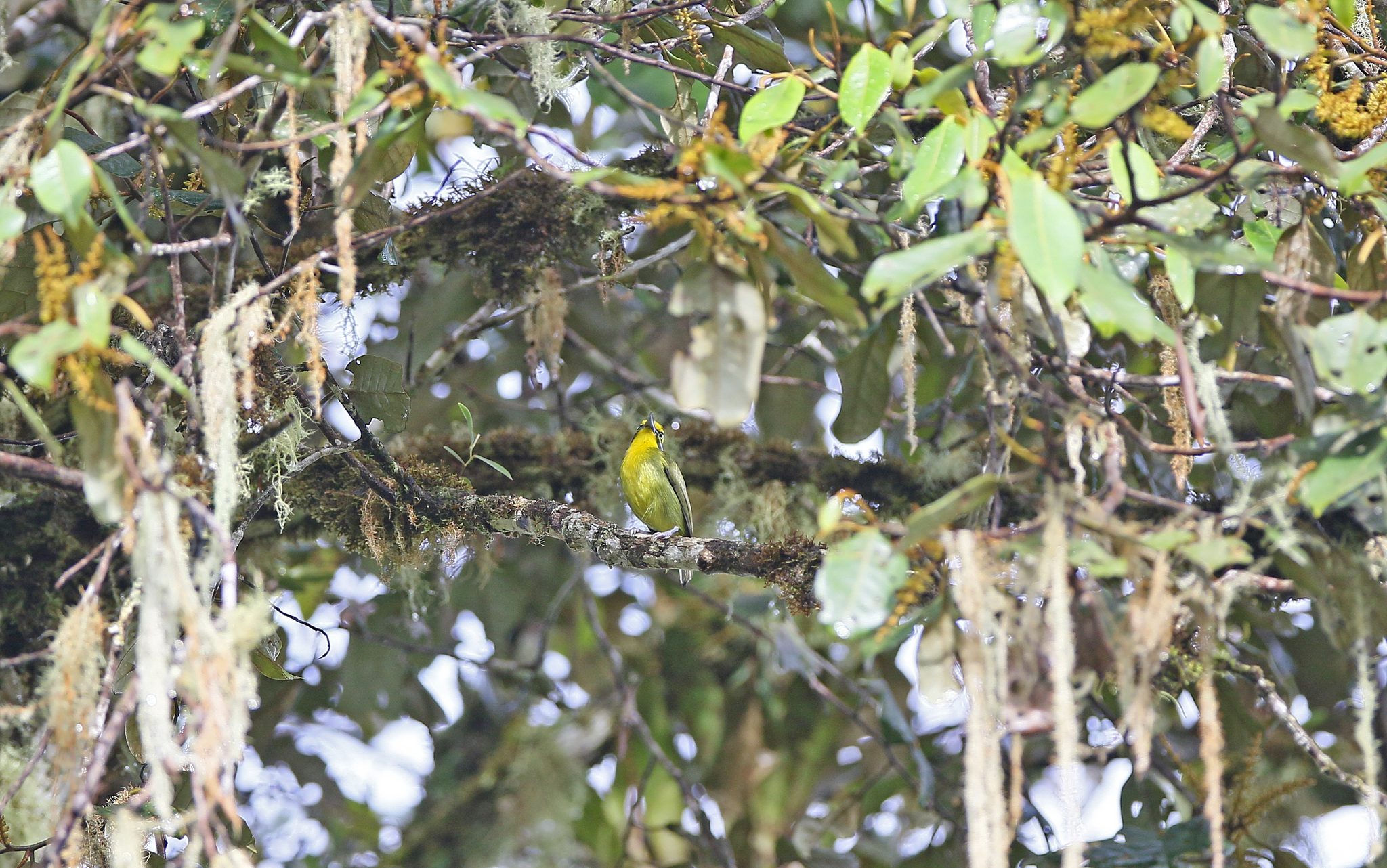Slaty-capped Shrike-Vireo (Vireolanius leucotis), photo 10