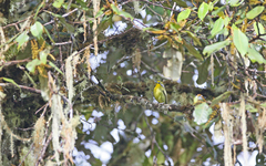 Vireolanius leucotis