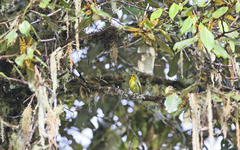 Vireolanius leucotis