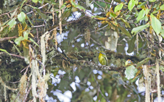 Vireolanius leucotis