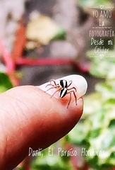Leptofreya ambigua