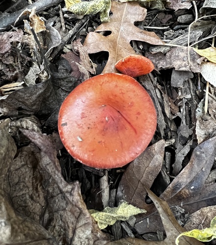 Chip Cherries (Leratiomyces ceres)