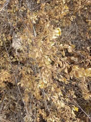 Spiraea aquilegifolia
