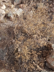 Spiraea aquilegifolia