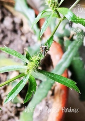 Leptofreya ambigua