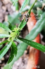 Leptofreya ambigua