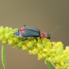 Malachius thevenetii