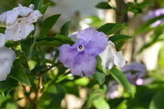 Brunfelsia uniflora