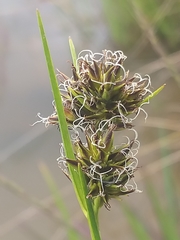 Cyperus durus