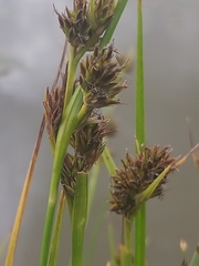 Cyperus durus