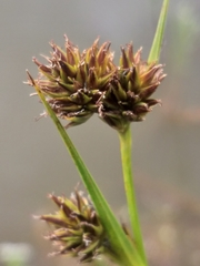 Cyperus durus